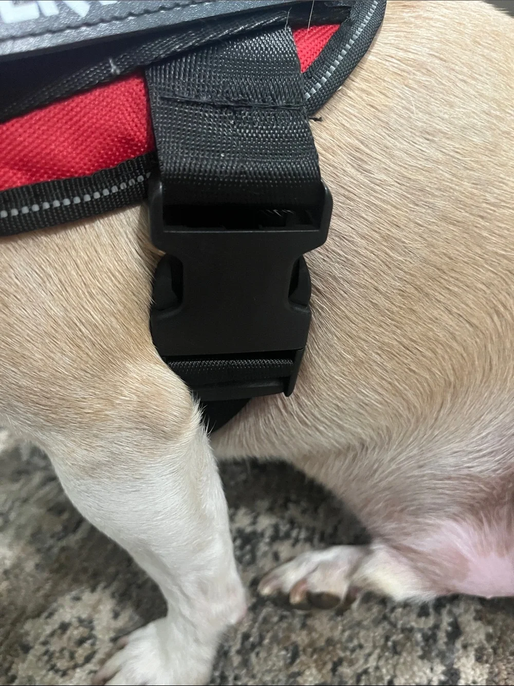 Service dog harness sz Med for 25 - 30 lb dog adjustable harness